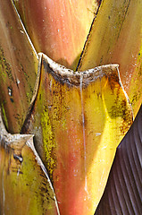 Image showing Banana palm (Musa Acuminata Colla) trunk