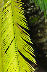 Image showing Sago cycas (Cycas revoluta) leaf