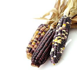 Image showing Colorful Dry Corn