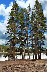 Image showing Pine Trees By The Lake