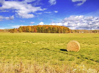 Image showing Autumn Field