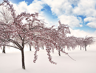 Image showing Ice On The Trees  Branches