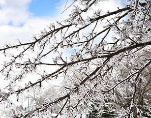 Image showing Ice On The Tree Branches