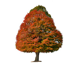 Image showing Colorful Autumn Tree