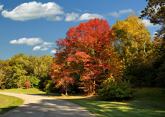 Image showing Road In The Park