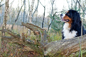 Image showing Bernese cattle dog