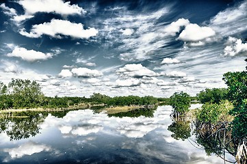 Image showing Everglades mood