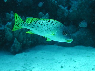 Image showing Blackspotted Sweetlips