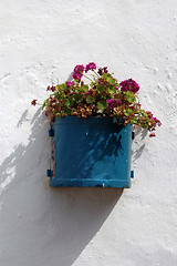 Image showing flowers in pot