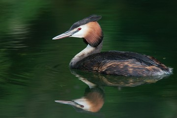 Image showing Great crested grebe in green water
