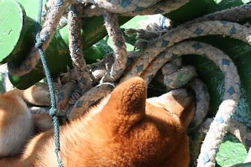 Image showing The dog is sleeping with the rope