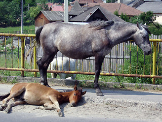 Image showing Summer nap