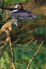 Image showing Grebe in Reflections 2