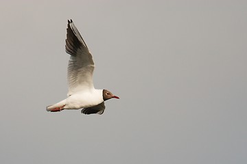 Image showing Black-headed Gull