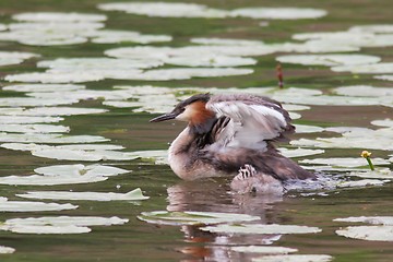 Image showing Grebe with poult