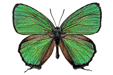 Image showing butterfly isolated   