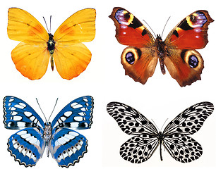 Image showing Some various butterflies isolated on white