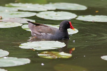 Image showing Moorhen