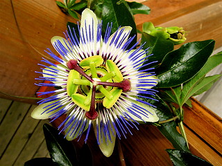 Image showing SENSUALITY PASSIFLORA