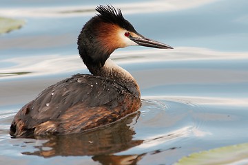 Image showing Great crested grebe in blue water