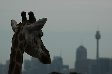 Image showing Giraffe with tallest building