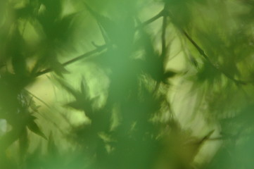 Image showing Green leaves