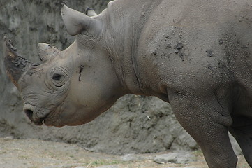 Image showing Rhinoceros