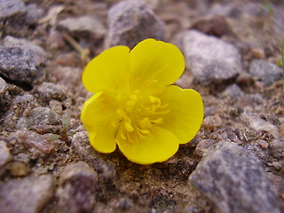 Image showing Flower