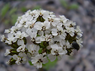 Image showing Flower