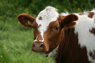 Image showing Cow portrait