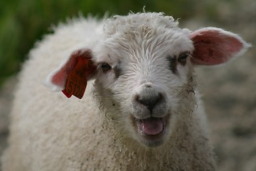 Image showing Lamb