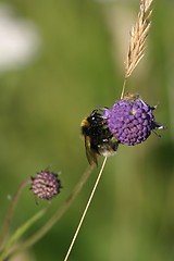 Image showing Bumblebee on flower