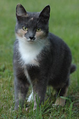 Image showing Grey cat