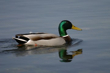 Image showing Male duck