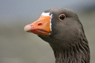 Image showing Goose portrait