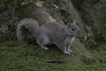 Image showing squirrel