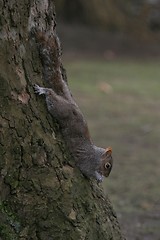 Image showing squirrel