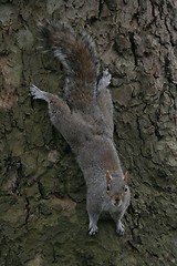 Image showing Squirrel