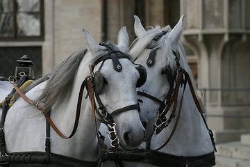 Image showing Horses