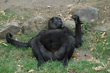 Image showing Monkey relaxing