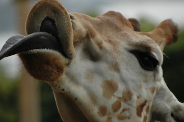 Image showing Giraffe