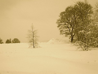 Image showing Winter trees christmas