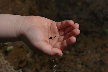 Image showing Hand with baby frog