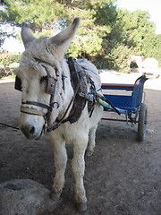 Image showing Donkey