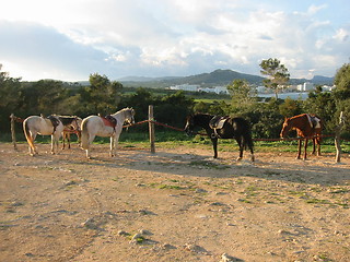 Image showing horses