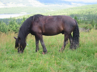 Image showing dark brown horse