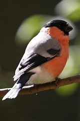 Image showing Male bullfinch