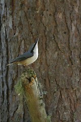 Image showing nuthatch