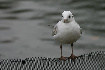 Image showing gull