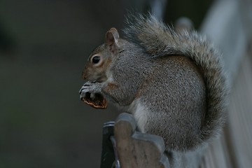 Image showing Squirrel with nut
